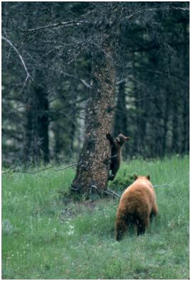 Black Bear Sow and Cub, Courtesy of the National Park Service